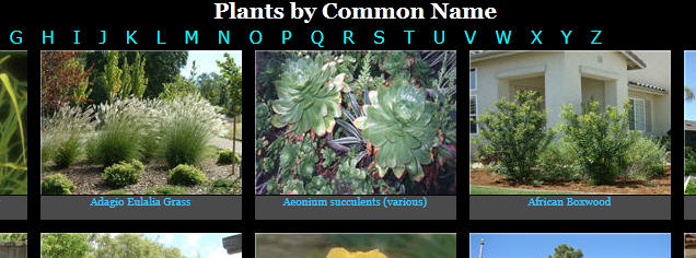 Plants by Common Name
