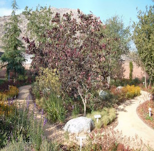 Redbud Garden